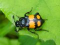 Nicrophorus vespilloides